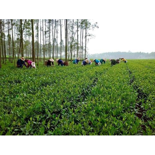 Tại sao nên chọn trà oolong Doanh Châu?